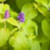 Agastache - Golden Jubilee Seeds - Image 2