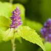 Agastache - Golden Jubilee Seeds