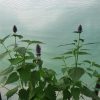 Agastache - Liquorice Blue Seeds - Image 3