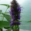Agastache - Liquorice Blue Seeds