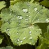Alchemilla Mollis  -  2 litre pot - Image 2