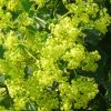 Alchemilla Mollis  -  2 litre pot - Image 3
