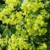 Alchemilla Mollis  -  2 litre pot - Image 4