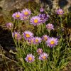 Aster Alpina Seeds - Image 2