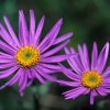 Aster - Alpina - 2 litre pot - Image 2