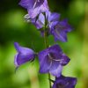 Campanula Medium (Canterbury Bells) Seeds