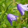 Campanula Medium (Canterbury Bells) Seeds - Image 4
