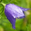 Campanula Medium (Canterbury Bells) Seeds - Image 2