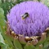 Cardoon (Cynara Cardunculus) Seeds - Image 2