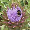 Cardoon (Cynara Cardunculus) Seeds - Image 3