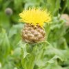 Centaurea Macrocephala (Knapweed) Seeds - Image 5