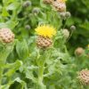 Centaurea Macrocephala (Knapweed) Seeds - Image 6