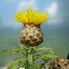 Centaurea Macrocephala (Knapweed) Seeds