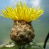 Centaurea Macrocephala (Knapweed) Seeds - Image 4
