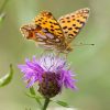Centaurea Nigra (Black Knapweed) 2 litre pot