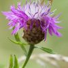 Centaurea Nigra (Black Knapweed) 2 litre pot - Image 4