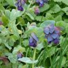 Cerinthe Major Purpurascens (Honeywort) Seeds - Image 2