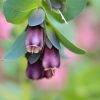 Cerinthe Major Purpurascens (Honeywort) Seeds