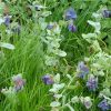 Cerinthe Major Purpurascens (Honeywort) Seeds - Image 4