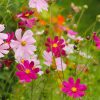 Enchanted Seed Gift Pack 5 bags for £6.00 Easy Throw 'n Grow Mix - Image 5