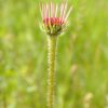 Echinacea - Pallida - Prairie cone flower - 2 litre pot - Image 3
