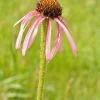Echinacea - Pallida - Prairie cone flower - 2 litre pot - Image 2