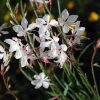 Gaura - The Bride 2 litre pot