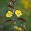 Lysimachia Ciliata 'Firecracker' 2 litre pot