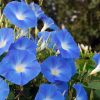 Morning Glory - climber - 4 litre pot