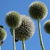 Echinops Spaerocephalus -The Great Globe Thistle