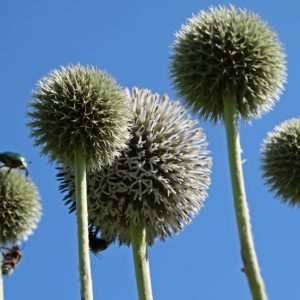 Echinops Spaerocephalus -The Great Globe Thistle