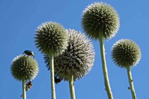 Echinops Spaerocephalus -The Great Globe Thistle