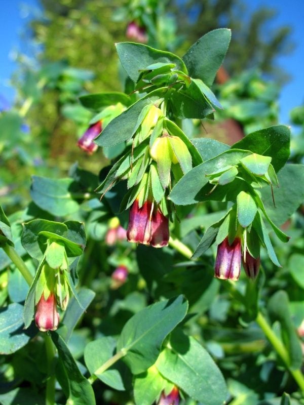 Cerinthe Minor (2 litres)