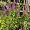 Agastache - Rose Mint  - 2 litre pot - Image 4