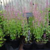 Agastache - Rose Mint Seeds