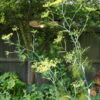 Fennel - Foeniculum Vulgare - Seeds