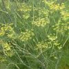 Fennel - Foeniculum Vulgare - 2 litre pot - Image 2