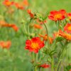 Geum -Mrs Bradshaw - 2 litre pot