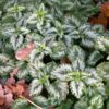 Lamium - Silver Beacon 2 litre pot - Image 2