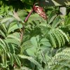 Melianthus Major (Honey Bush) 5 litre pot - Image 3