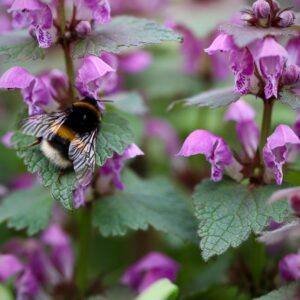 Lamium Orvala- Balm Leaf Deadnettle 2 litre pot