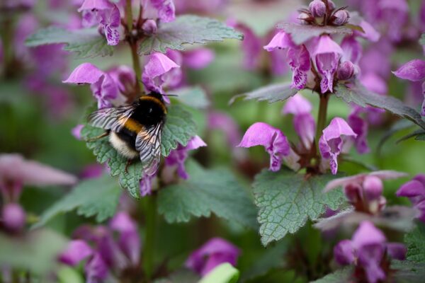 Lamium Orvala- Balm Leaf Deadnettle 2 litre pot