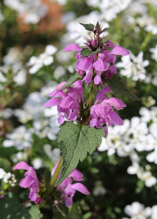 Lamium Orvala- Balm Leaf Deadnettle 2 litre pot - Image 2