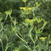 Fennel - Foeniculum Vulgare - 2 litre pot - Image 4