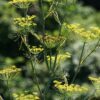 Fennel - Foeniculum Vulgare - 2 litre pot - Image 5