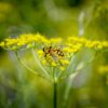 Fennel - Foeniculum Vulgare - 2 litre pot