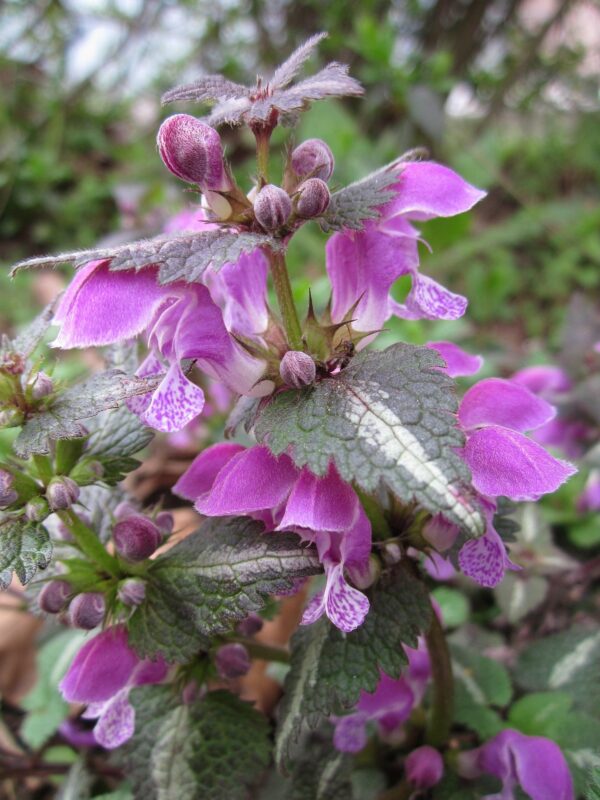 Lamium Orvala- Balm Leaf Deadnettle 2 litre pot - Image 3