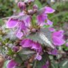 Lamium - Silver Beacon 2 litre pot
