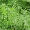 Fennel - Foeniculum Vulgare - 2 litre pot - Image 3