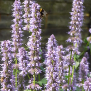 Agastache - Liquorice Blue  -   2 litre pot